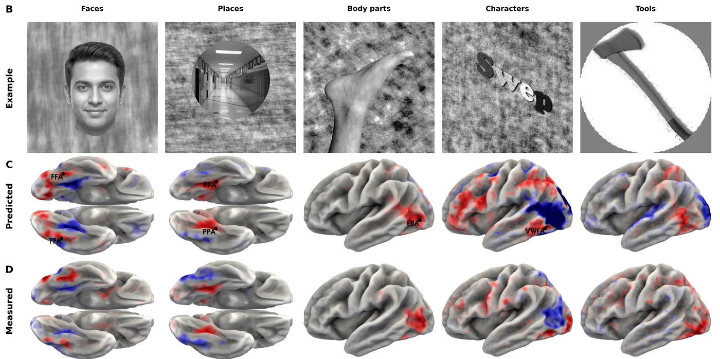 Rows of example stimuli (faces, places, body parts, written characters, tools), then brain surface maps of the activation TRIBE v2 predicted for each category, then maps measured in the Individual Brain Charting dataset. Predicted and measured maps look alike for the first four categories and diverge for tools.